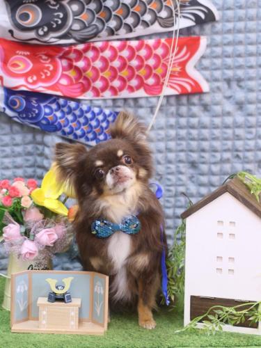 20230516チロルくん